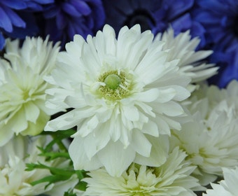 Anemone (Anemone coronaria 'Mount Everest')