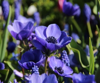 Anemone (Anemone coronaria 'Mr. Fokker')