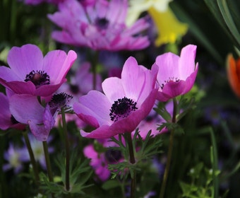 Anemone (Anemone coronaria 'Sylphide')