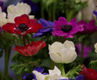 Anemone (Anemone coronaria 'De Caen' mix)