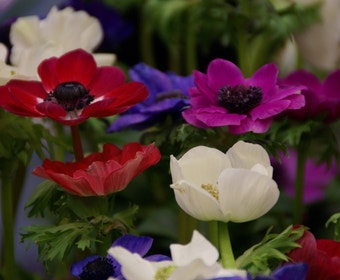 Anemone (Anemone coronaria 'De Caen' mix)