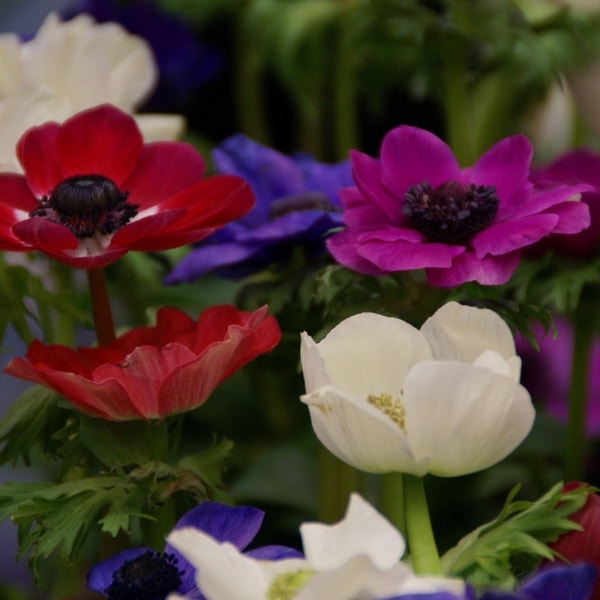 Anemone coronaria 'De Caen' (Anemoon mix)