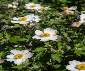 Anemone (Anemone 'Elfin Swan')