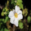 Anemone (Anemone 'Honorine Jobert')