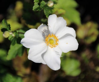 Anemone (Anemone 'Honorine Jobert')