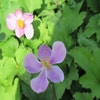 Anemone (Anemone hupehensis 'Little Princess')