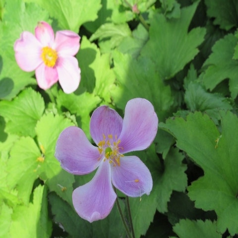 Anemone hupehensis 'Little Princess'