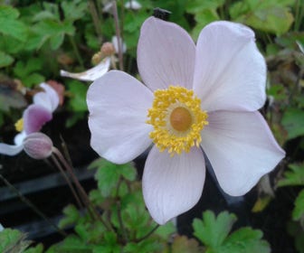Japanische Anemone (Anemone hupehensis)