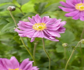 Anemone (Anemone hupehensis 'Prinz Heinrich')