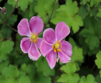 Anemone (Anemone 'Elegans')