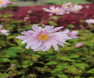 Anemone (Anemone 'Mont Rose')
