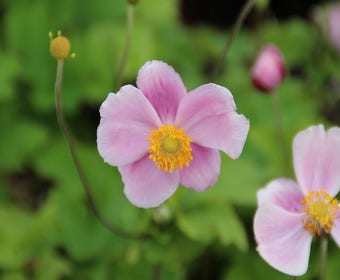 Anemone (Anemone 'Richard Ahrens')