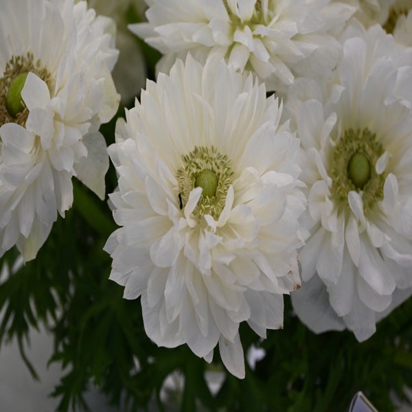 Anemone (Anemone coronaria LEVANTE®-Bianco)