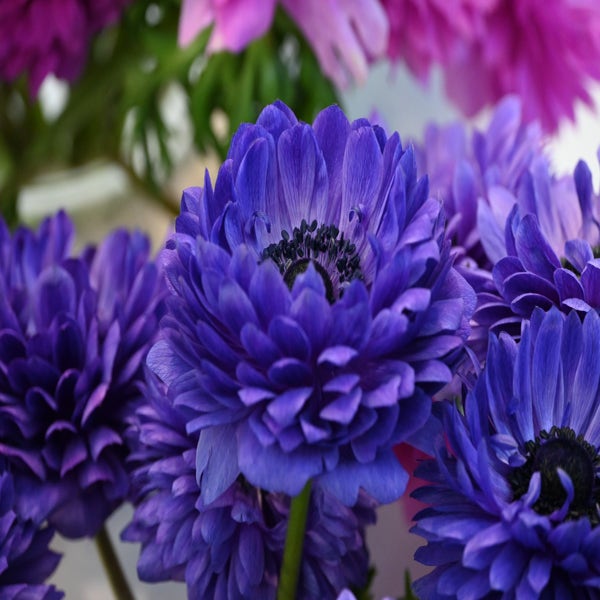 Anemone (Anemone coronaria LEVANTE®-Blu)