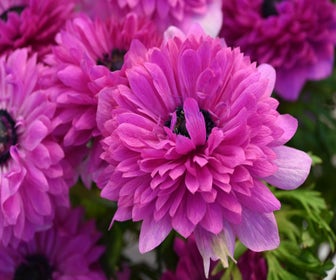 Anemone (Anemone coronaria LEVANTE®-Fuchsia)