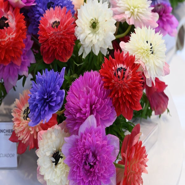 Anemone (Anemone coronaria LEVANTE®-mix)