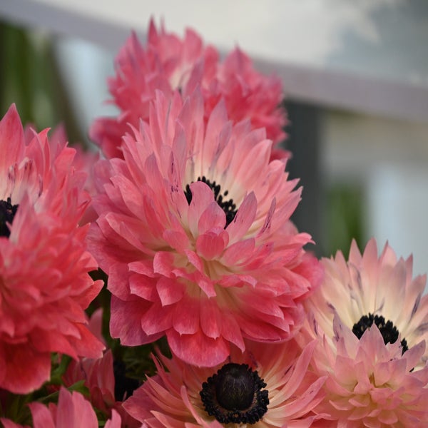 Anemone (Anemone coronaria LEVANTE®-Rosa)