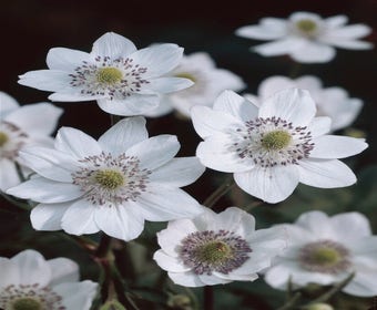 Anemone (Anemone leveillei)