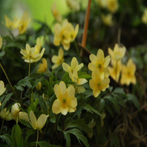 Anemone x lipsiensis (Bosanemoon)
