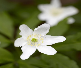 Buschwindröschen (Anemone nemorosa)