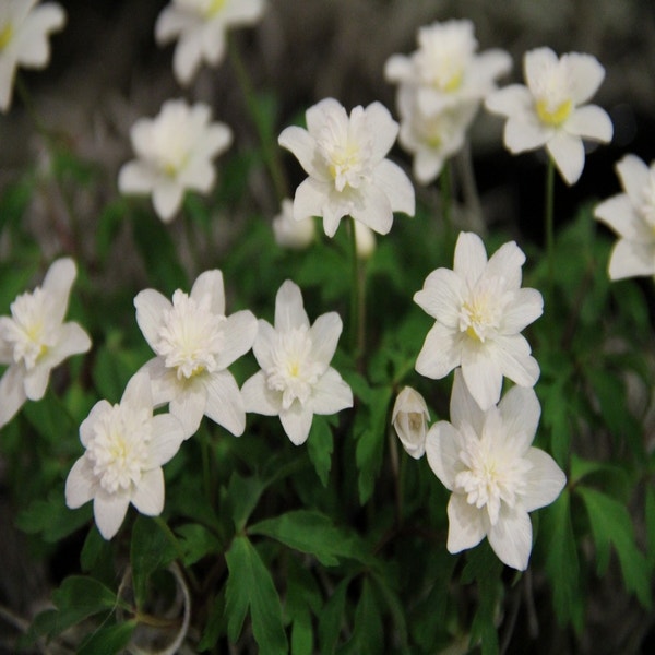 Anemonen (Anemone nemorosa 'Vestal')