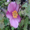 Anemone (Anemone hupehensis 'Praecox')