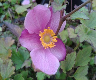 Anemone (Anemone hupehensis 'Praecox')