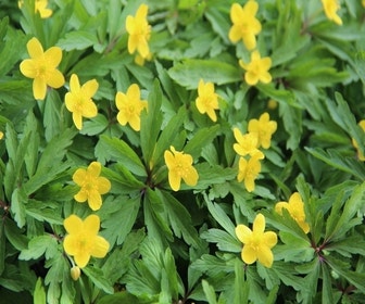 Anemonen (Anemone ranunculoides)