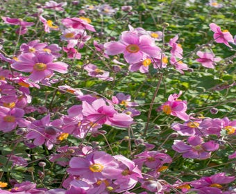 Anemone (Anemone 'Rosenschale')