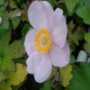 Herbst-Anemone (Anemone hupehensis 'September Charm') BIO