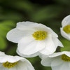 Anemonen (Anemone sylvestris)