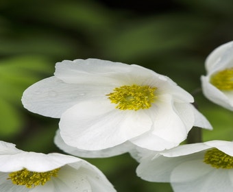 Anemonen (Anemone sylvestris)