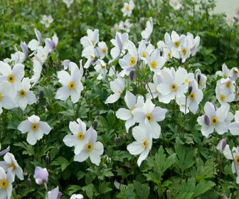 Anemone (Anemone 'Wild Swan')