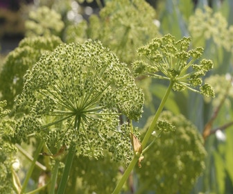Engelwurz (Angelica archangelica)