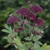 Engelwurz (Angelica gigas)
