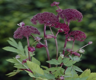 Engelwurz (Angelica gigas)