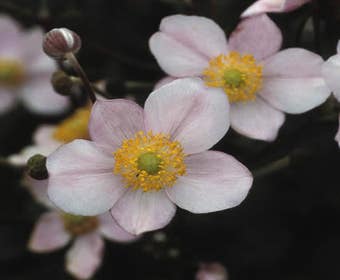 Anemone (Anemone hupehensis 'September Charm')