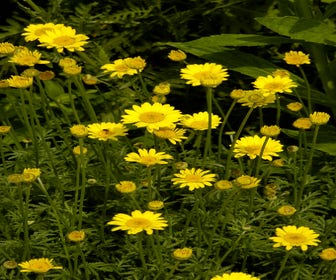 Gelbe Kamille (Anthemis hybrida 'Kelwayi')