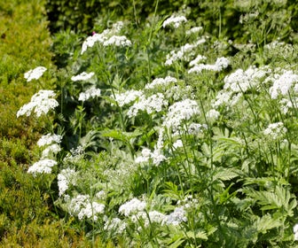 Pfeifengras (Anthriscus sylvestris)