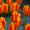 Tulpe (Tulipa 'Apeldoorn Elite')