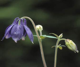 Akelei (Aquilegia alpina)