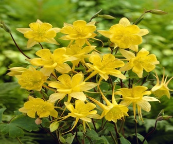 Akelei (Aquilegia chrysantha 'Yellow Queen')