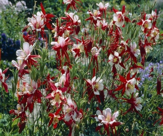 Akelei (Aquilegia 'Crimson Star')
