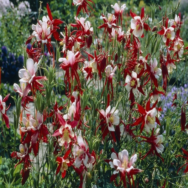 Akelei (Aquilegia 'Crimson Star')