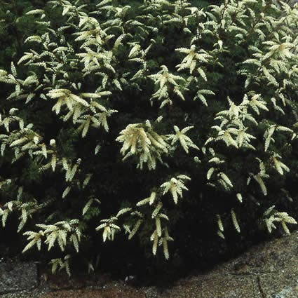 Ziegenbart (Aruncus aethusifolius)