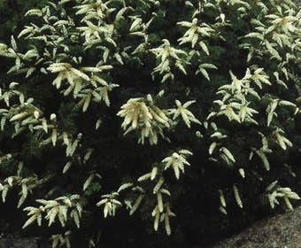 Ziegenbart (Aruncus aethusifolius)