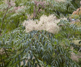 Teufelsknüppel (Aralia elata)