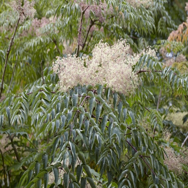 Teufelsknüppel (Aralia elata)