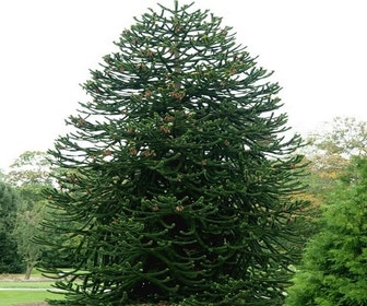Affenbaum (Araucaria araucana)