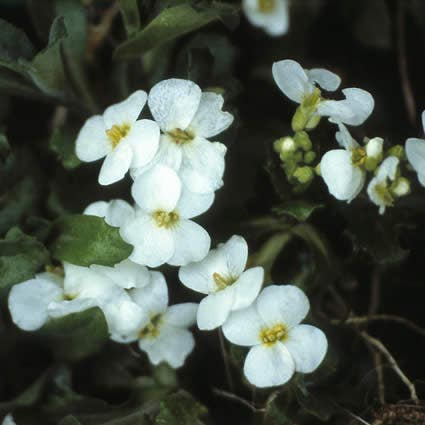 Reisbrei-Randblüten (Arabis caucasica)